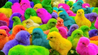 Ayam Lucu ayam warna warni ayam rainbow kelinci lucu bebek lucu ikan koi Hewan Lucu [upl. by Roderica889]