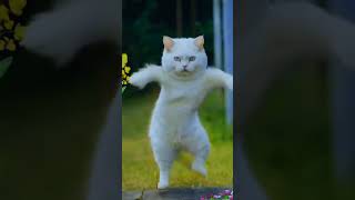 Cat dance kesa laga subscribe sorts cat cute viralvideo youtubeshorts catlover catshorts [upl. by Ajnotal]