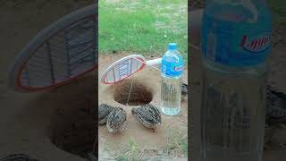 Quick and effective quail catching technique ytshorts diyideas animaltrap [upl. by Soren]