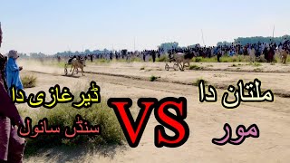 New beil rase ada 13 October ki bazi 10 Lahk multan vs dgkhan saeed lashari wala beil vs balil dayra [upl. by Brina]