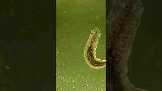 Planarian worm on a glass slide [upl. by Roumell859]