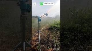 onion irrigation yuzuak JET 50 rain gun sprinkler irrigation tanzaniaonion farming agriculture [upl. by Rankin]