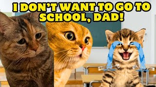 When a Kitten has his First Day of School talkingcats Ep115 [upl. by Dickman]