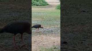 Earthworms treat for the Red Naped Ibis grossly pulling amp swallowing them [upl. by Neyrb]