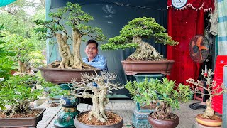 Oanh bonsai 147 0915780878 giao lưu lô kiểng tầm trung để bàn có nhiều cây đẳng cấp [upl. by Yllus]