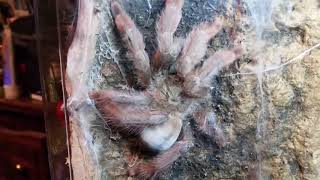 Poecilotheria subfusca hl and Psalmopoeus pulcher Females [upl. by Ayhtak159]