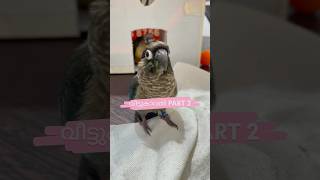 വീട്ടുകാവൽ l Mittu amp Kallu My companion l Parrot Training l Pet Bird Travelling parrottraining [upl. by Schnurr855]