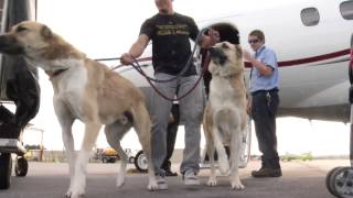 Family dogs denied on airline Wrigley heiress lends private jet [upl. by Hareenum]