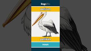 🇬🇧🇸🇰 pelican  pelikán  vocabulary builder  learn English  naučme sa anglicky [upl. by Ahsilrak]