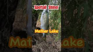 Spottail Shiner  Mather Lake [upl. by Ilime]