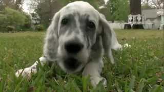 Dog Breeds  English setter Dogs 101 Animal Planet [upl. by Channa]