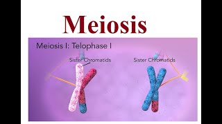 Meiosis Explained The Key to Genetic Diversity  2024 [upl. by Aij]