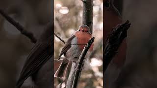 Singing robin alauda arvensis songbirdcallbirdsounds [upl. by Ennaimaj]