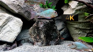 HOW TO RELAX GEOPHAGUS ALTIFRONS COMMUNITY AQUARIUM [upl. by Asoral]