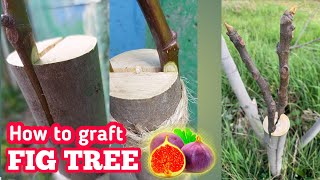 Grafting fig trees  Anjeer tree Grafting technique  Ficus [upl. by Leesa]