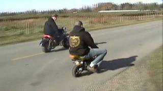 39cc pocket bike beats hog in drag race [upl. by Kenlee]