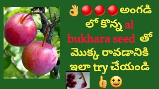 How to grow al Bukhara plant from seed in teluguPlum plant growing tipsalbakarajaviscreativepoint [upl. by Brahear]