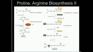 Proline Arginine Biosynthesis [upl. by Hanavas]