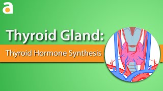 Thyroid Gland Thyroid Hormone Synthesis [upl. by Asirb524]