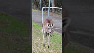 Kangaroos hopping towards me [upl. by Wj294]