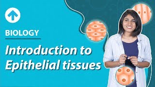 Introduction To Epithelial Tissues  Structural Organisation In Animals  Biology  Class 9 [upl. by Lleumas]