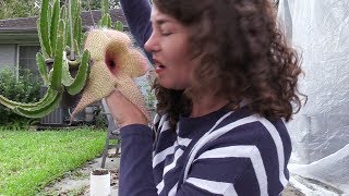 Up close and personal with a 14quot Stapelia gigantea flower [upl. by Decker]