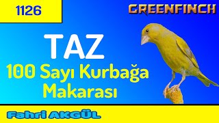 Greenfinch Song 1126  Uzun Kuş Taz Kuşum 100 sayı üzeri kurbağa makarası [upl. by Saudra]