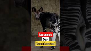 Rare Animals  Okapi Okapia johnstoni shorts [upl. by Faunia983]