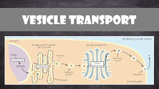 Vesicle Transport within Cells  Cell Biology [upl. by Addia]