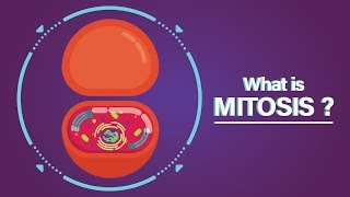 What is Mitosis [upl. by Sebastian]