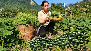 Harvesting Young Squash to Sell at Market and How to Make Delicious Steamed Squash  Trieu Mai Huong [upl. by Baillieu520]