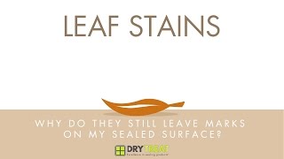 Porous Materials  Common Problems Leaf Stains [upl. by Litta]