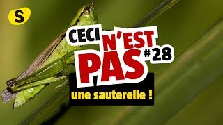 Ceci nest pas une sauterelle 28 [upl. by Clementius]