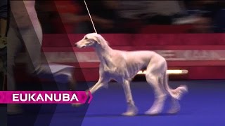 European Dog Show 2014  Day 2 [upl. by Asela]