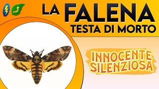 La Falena testa di morto innocente silenziosa ⚡ [upl. by Farland]