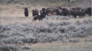 Yellowstone Grizzly and Bison [upl. by Reis]