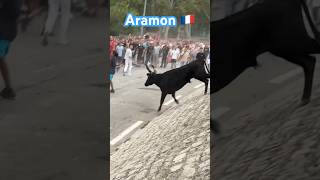 Bandido de taureaux neufs ➡️ Aramon 🇫🇷 010924 Manade GILET aficionados abrivado [upl. by Domenic]