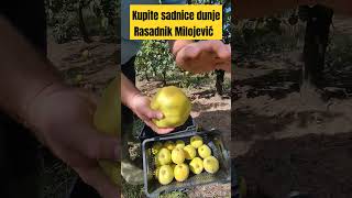 Sadnice dunje prodaja i saveti Rasadnik Milojević dunja fruit hemus rasadnik sadnice [upl. by Josephina7]