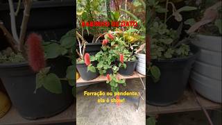 Acalypha reptans origem india plants love [upl. by Amena840]