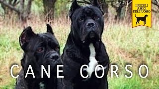 CANE CORSO ITALIANO trailer documentario Seconda Edizione [upl. by Anelav]