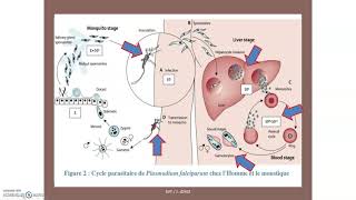 Le paludisme ou malaria une maladie à transmission vectorielle [upl. by Wehtta]