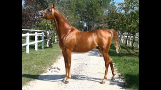 Arabian horse stallion  Armani by Ajman Moniscione exported to Middle East [upl. by Codie]