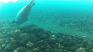 Krabojad w Zatoce Admiralicji Antarktyka Crabeater seal in the Admiralty Bay Antarctic [upl. by Saw]