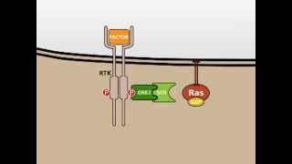 The MAP Kinase MAPK signalling pathway [upl. by Nyleuqcaj]