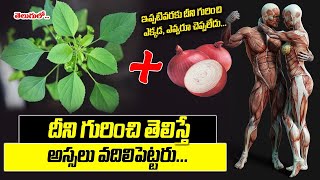 ఈ మొక్క కనిపిస్తే అస్సలు వదలొద్దు ఎందుకంటె kuppintaku plant uses in telugu  KSK Home [upl. by Lancey145]