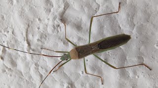 Rice Seed bugs A pest  Leptocorisa species [upl. by Billie]