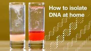 Home DNA extraction [upl. by Kristofer]