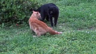 Vicious Fur Flying Rabies Possessed Cat Fight rabies rabid animalcontrol cats feline [upl. by Assyram]