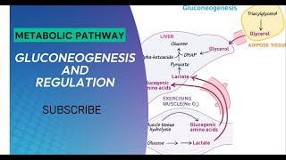 Biochemistry  Metabolic Pathway  Gluconeogenesis  Regulation of Gluconeogenesis [upl. by Ninerb]