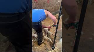 Flat out shearing it’s a ring of fire sheep sheepfarming viralshortvideo [upl. by Anemaj46]